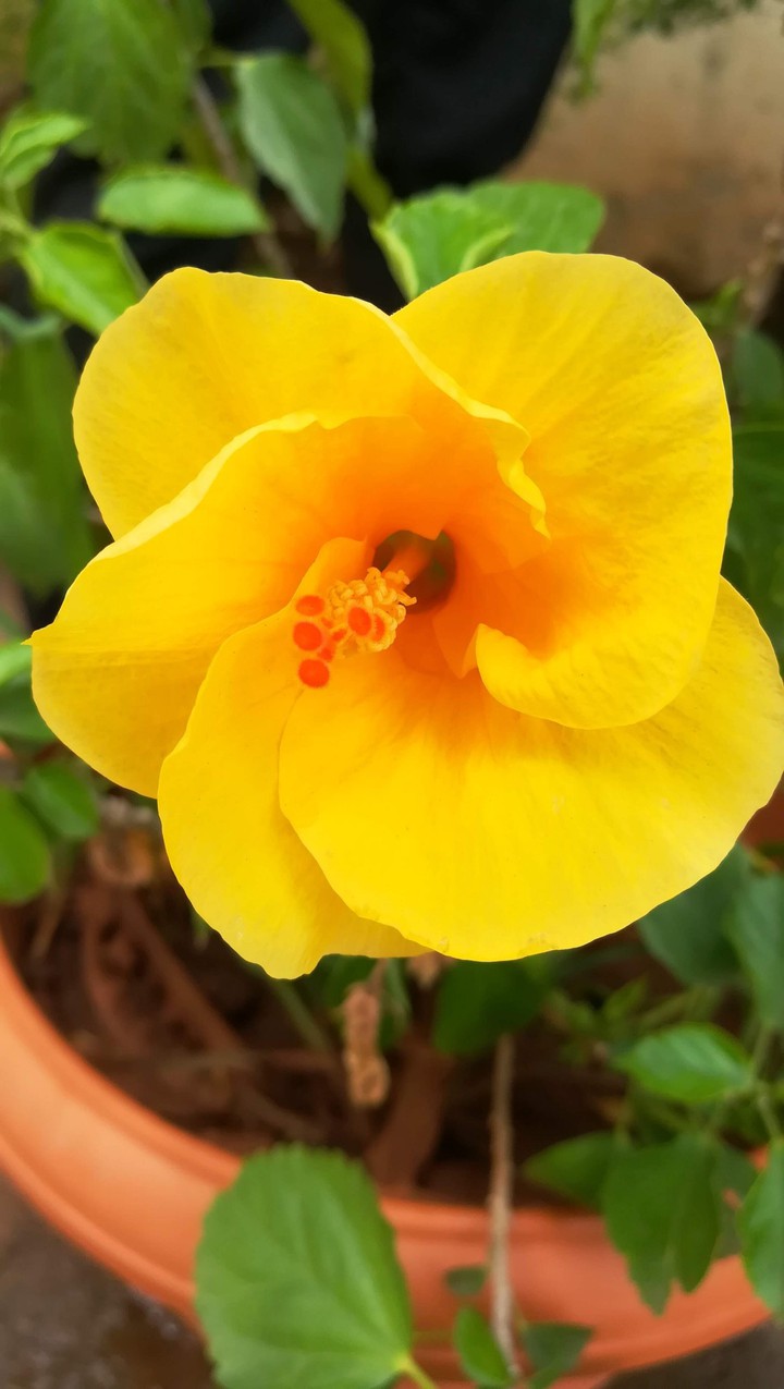 Yellow Flower
