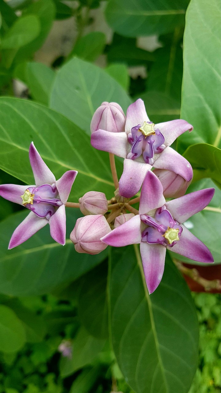 Flowers