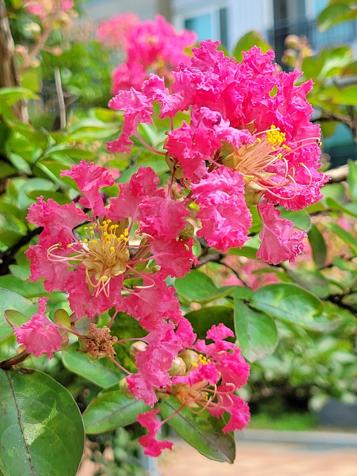 Crepe-myrtle - the brilliance of summer's day