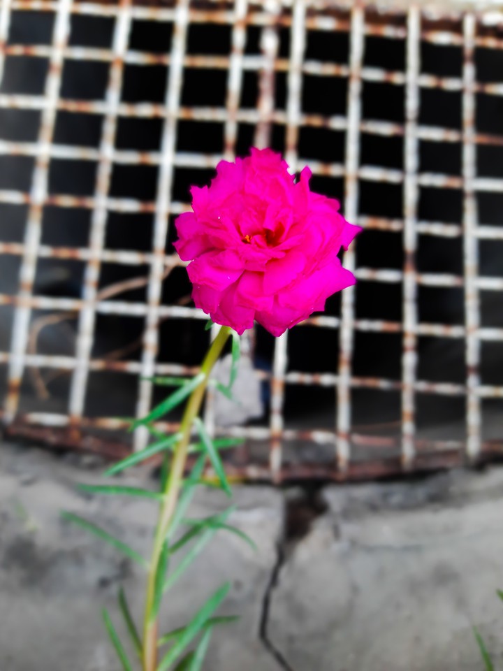 Moss Rose
