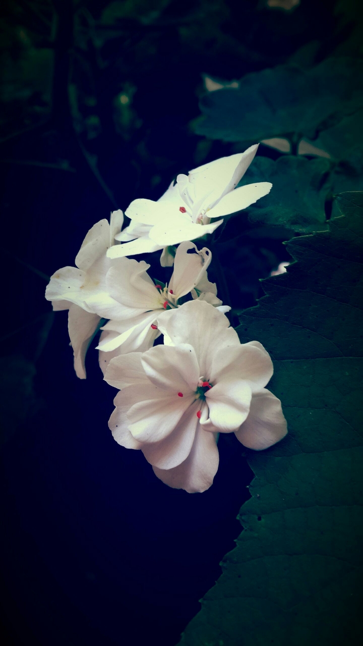 White Geranium