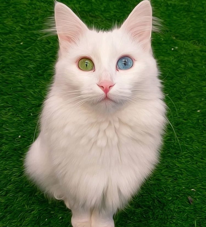 kedi cat kedı