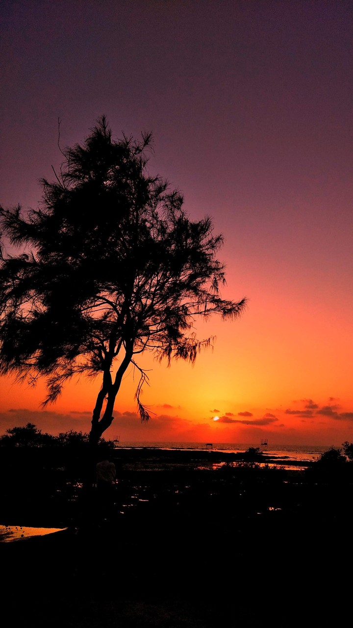 Sunset Tree Silhouette