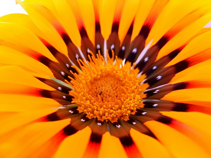 yellow flower