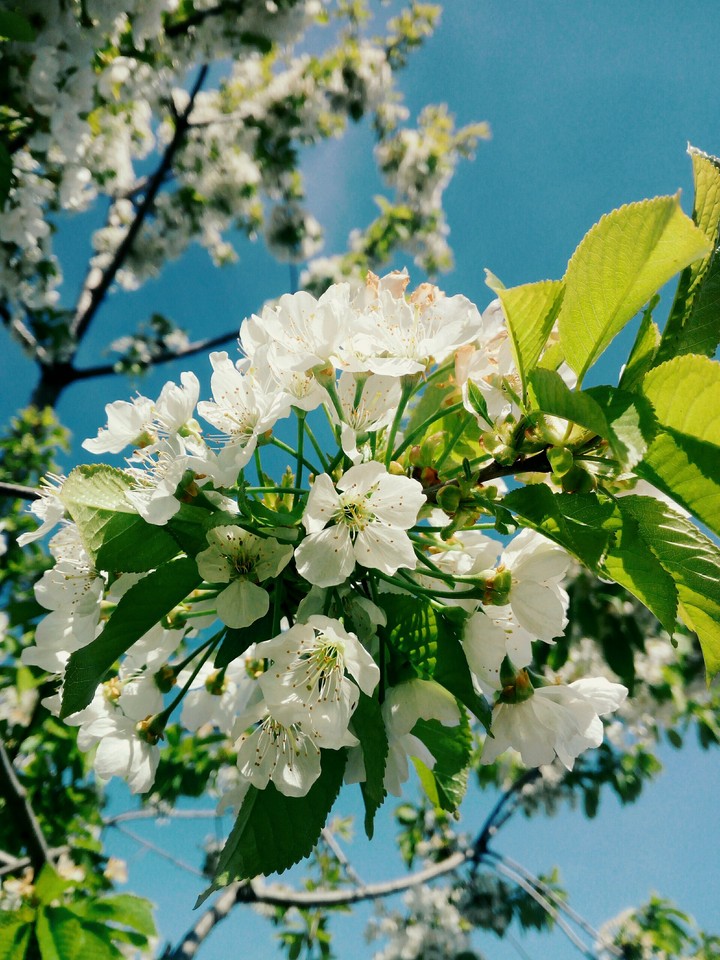 spring