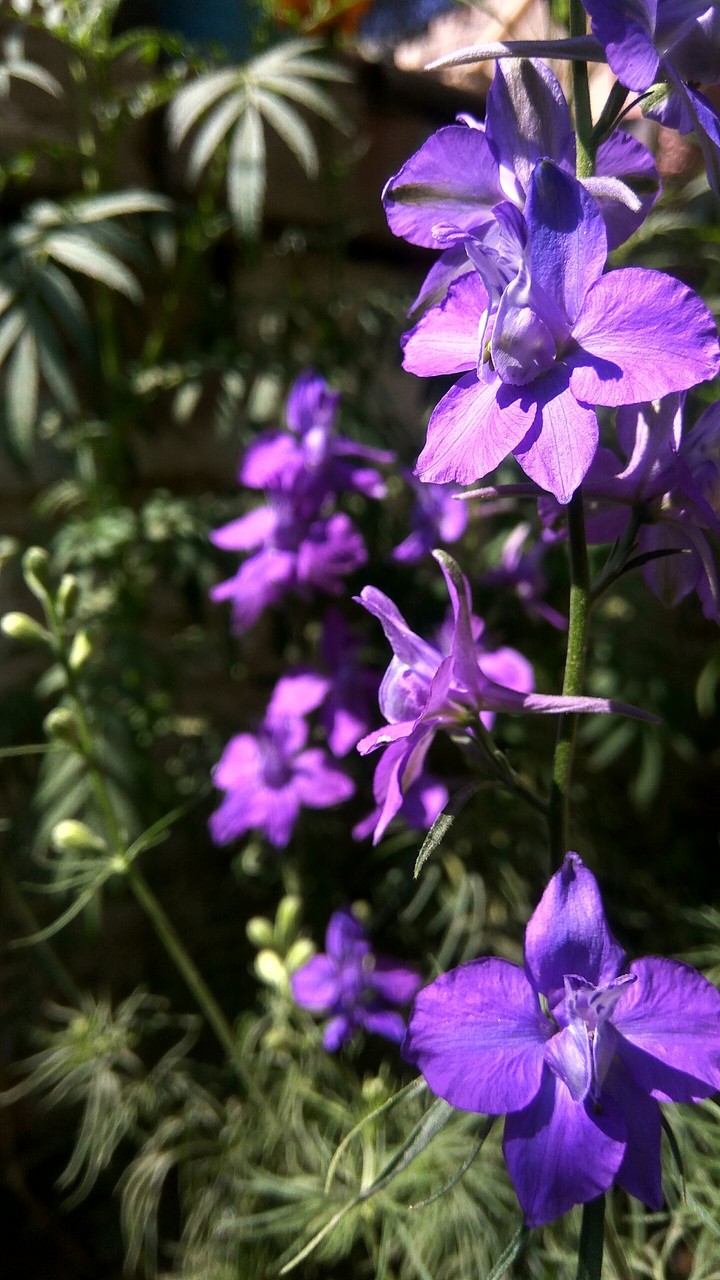 Flowers
