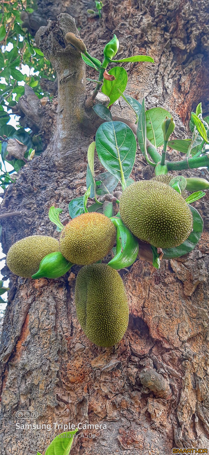 jackfruit