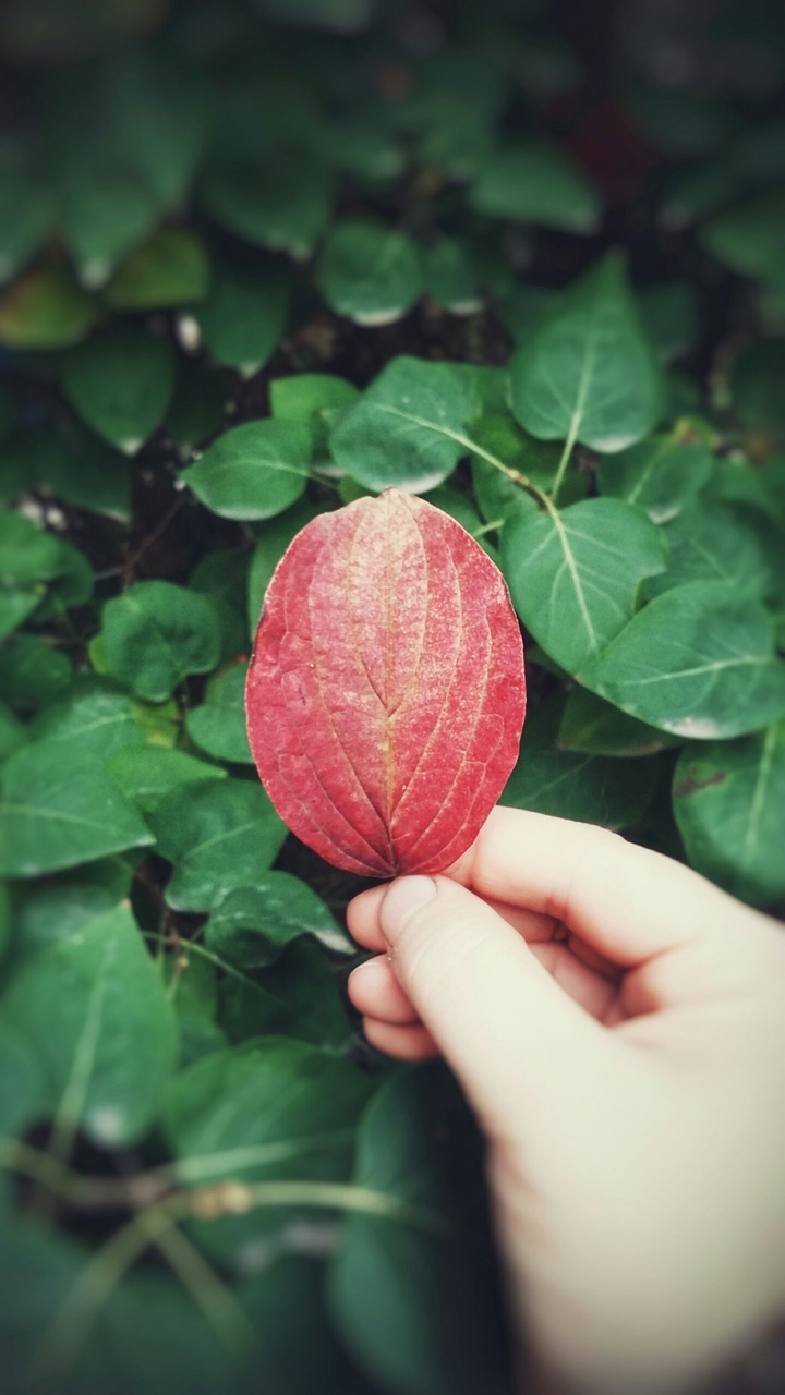 simply autumn