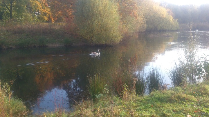 autumn swan swim