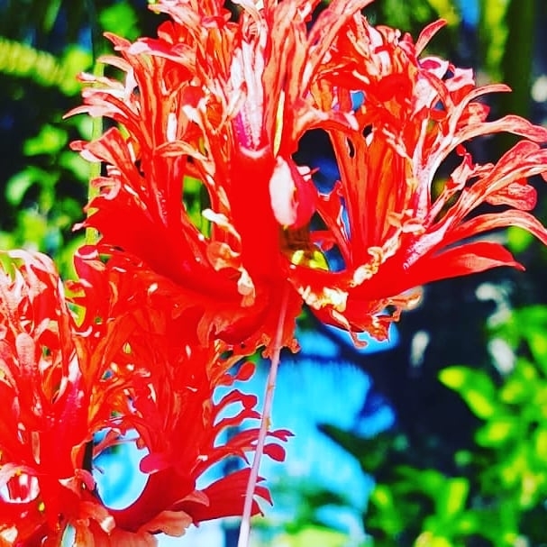 flower