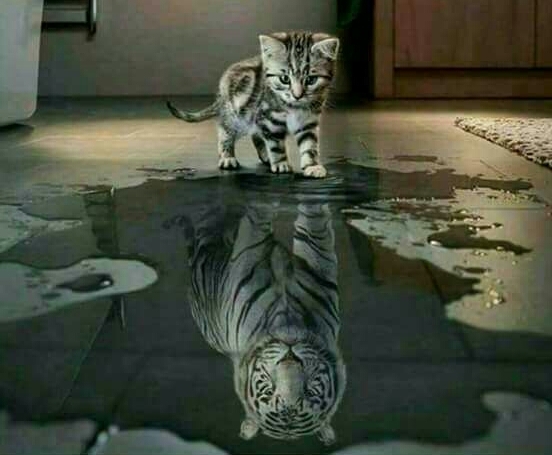 lion