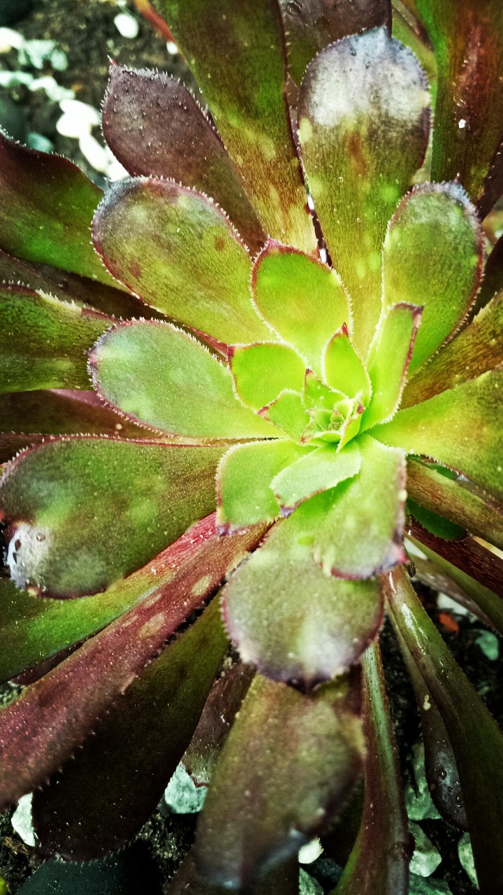 green plant