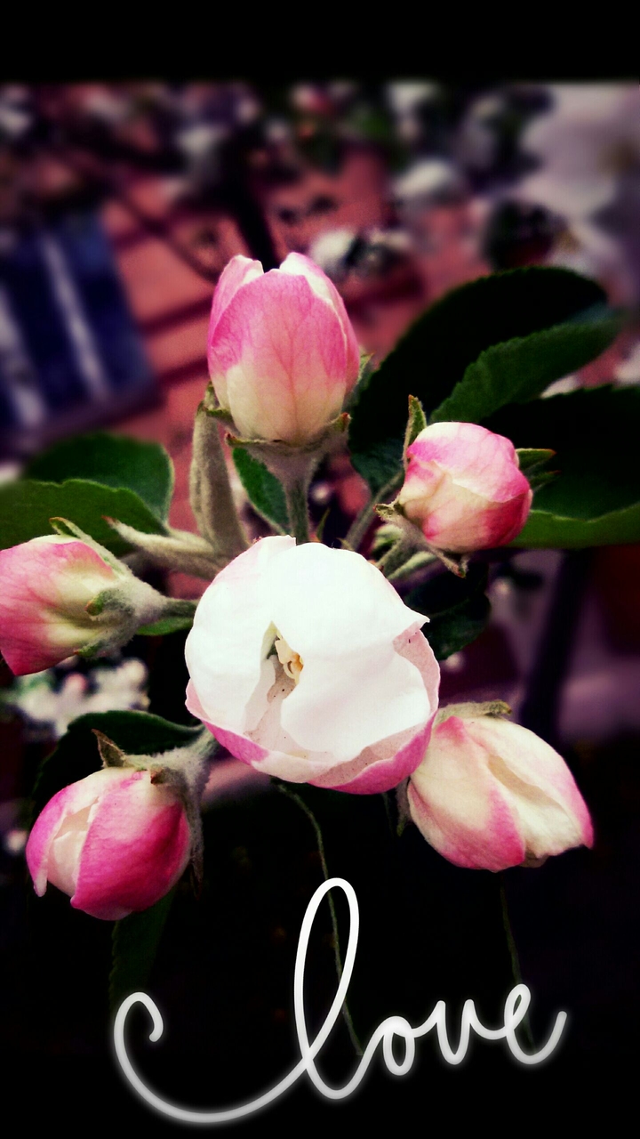 Flower in the spring