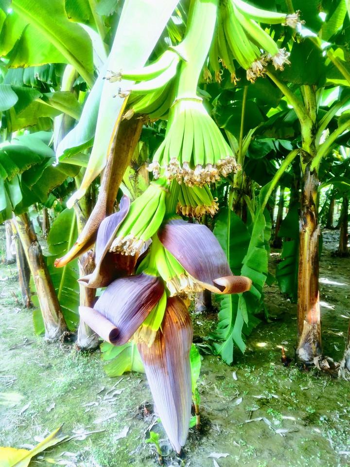 banana