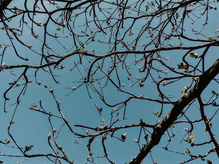 Árbol de aguacates