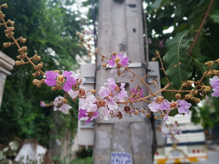 Flower