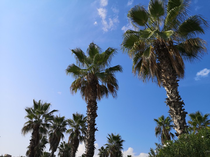 palm trees