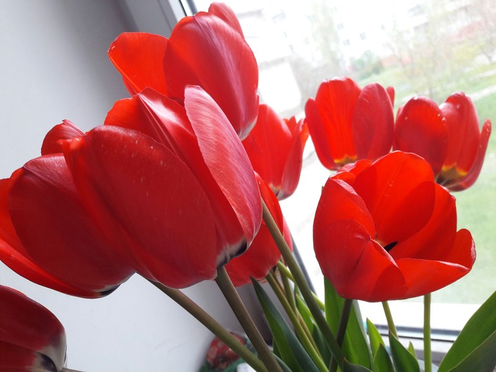 tulips