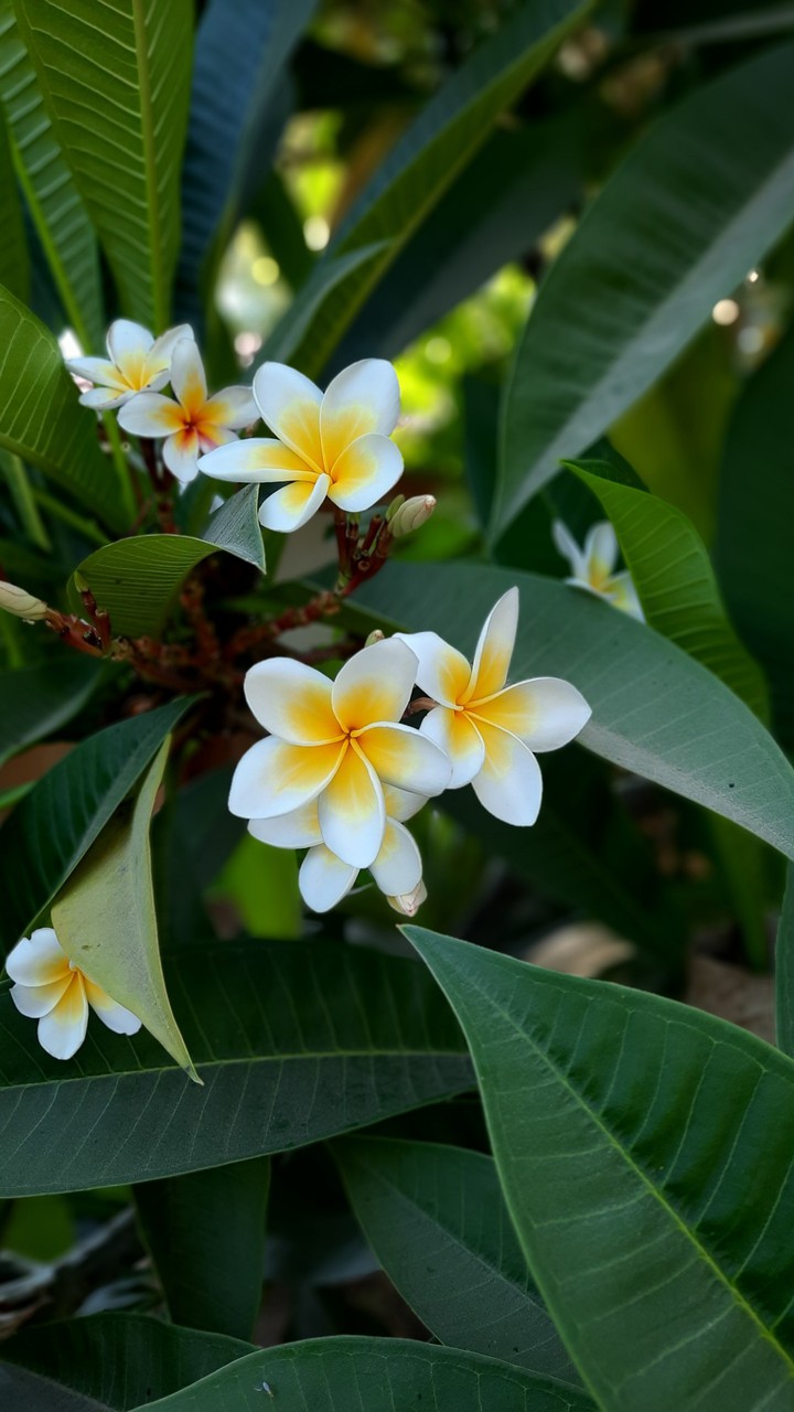 A flower that feels like fabric
