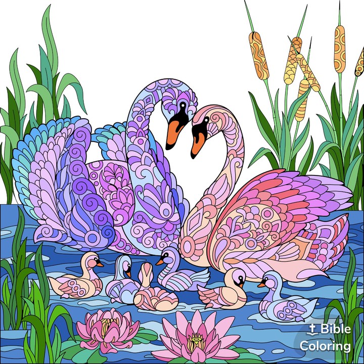 cisne
