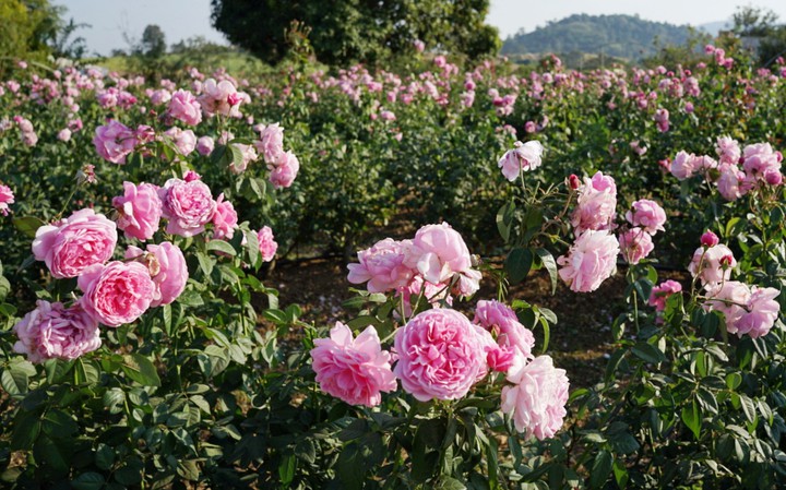 roses garden
