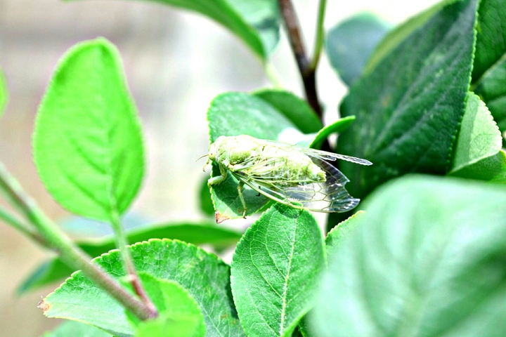 Green Fly
