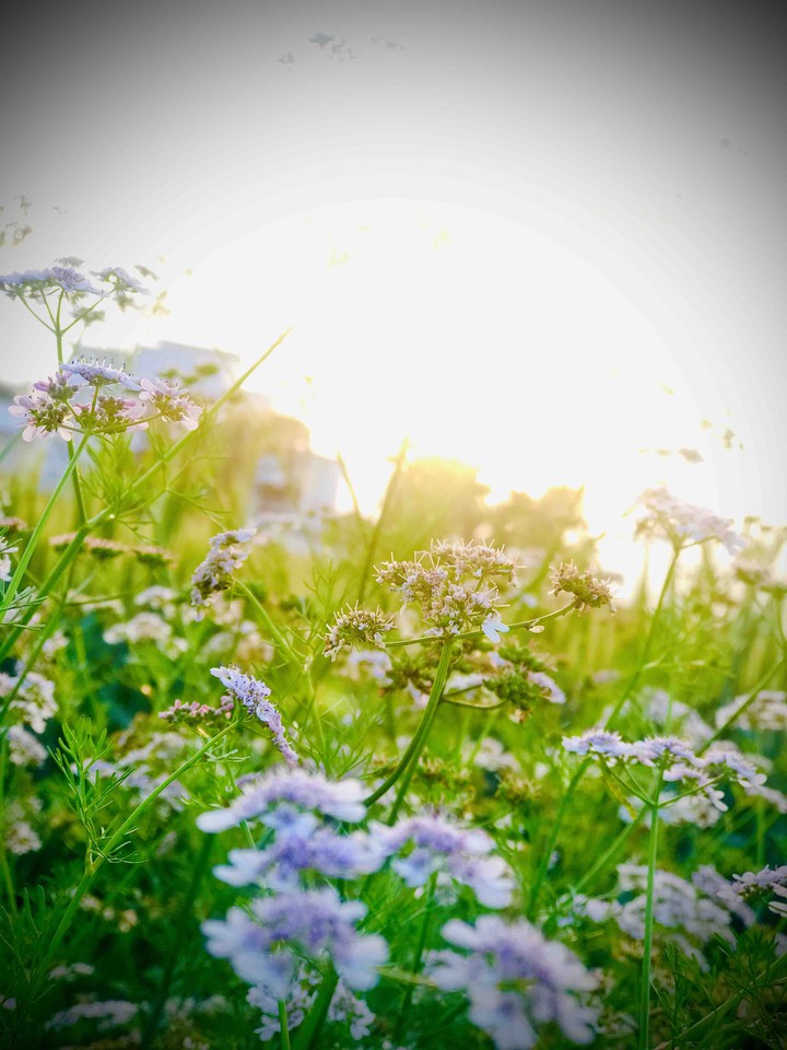“Keep green and keep our planet clean.”