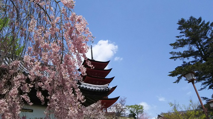 Sakura with Temple at Miyajima