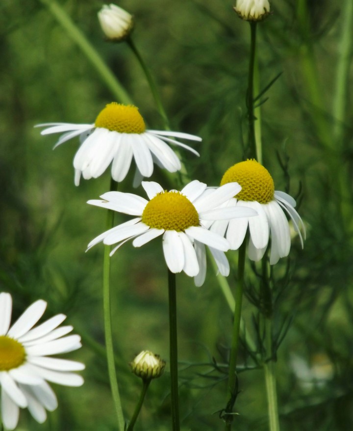 Wild Alaskan Flowers