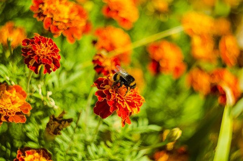 обои arthropod, flower
