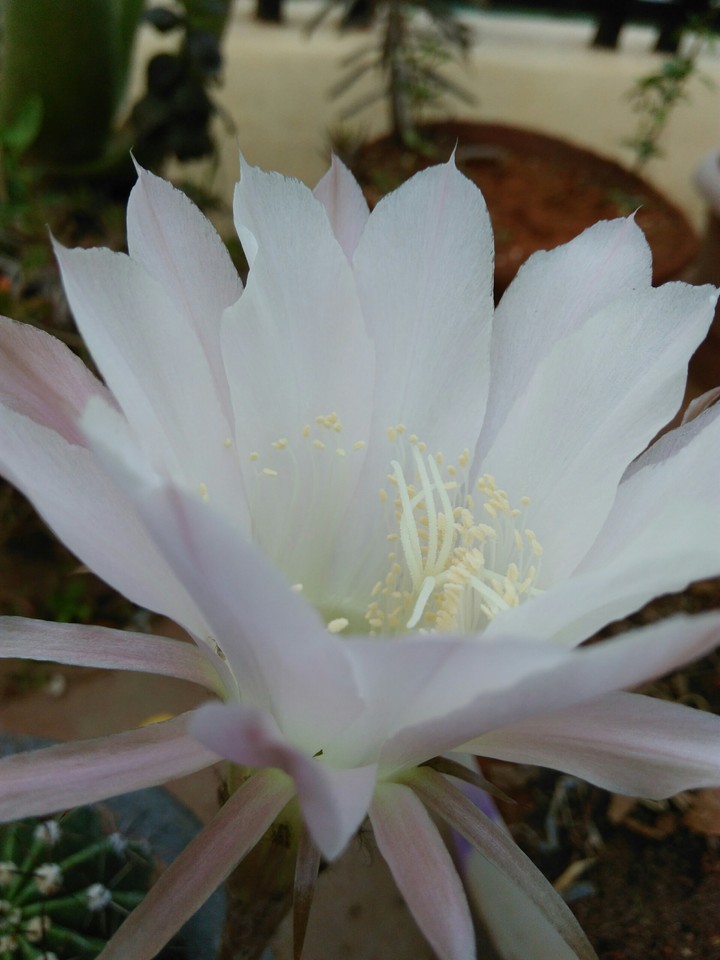 cactus flower