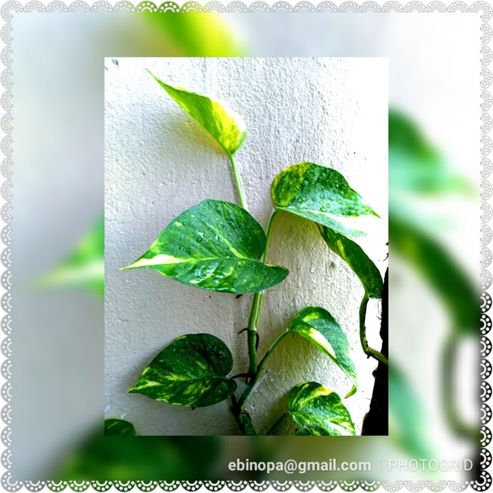 Home garden