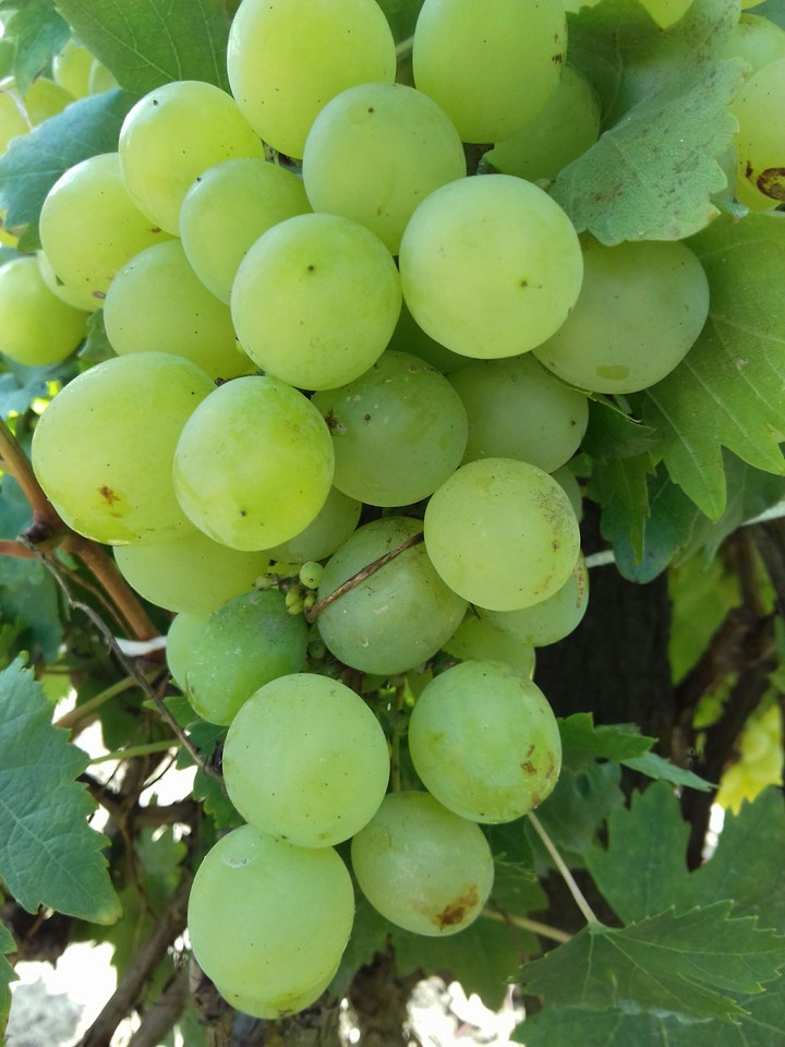 grape