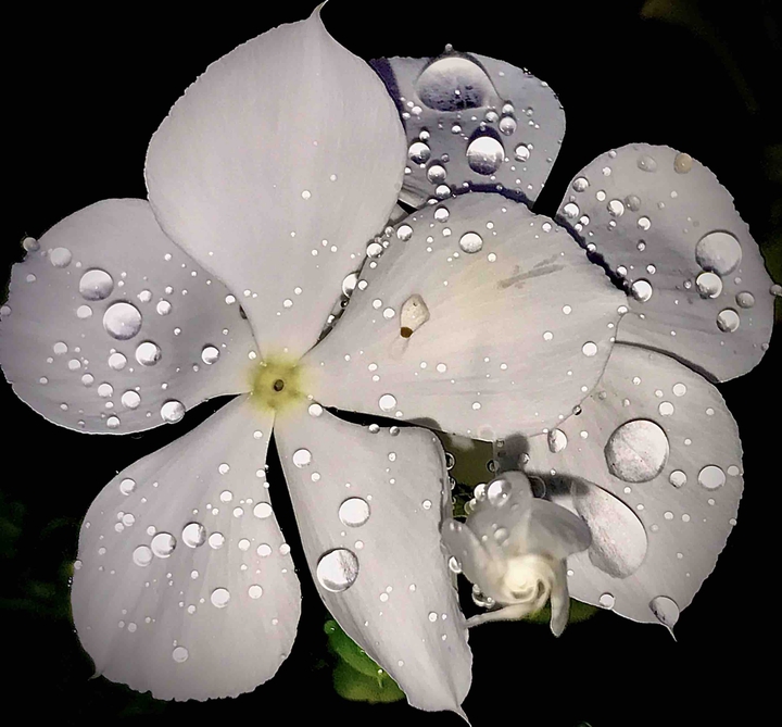 White Flower