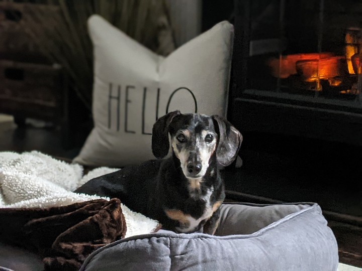 Hello Dachshund