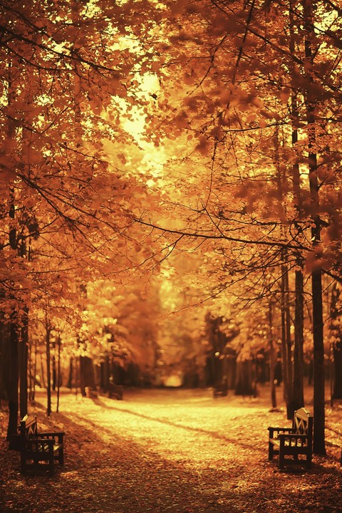 papéis de parede Autumn, trunk