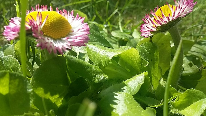 Daisy