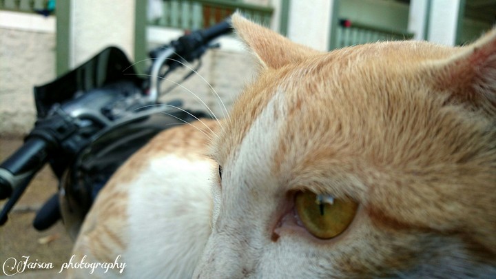 cat