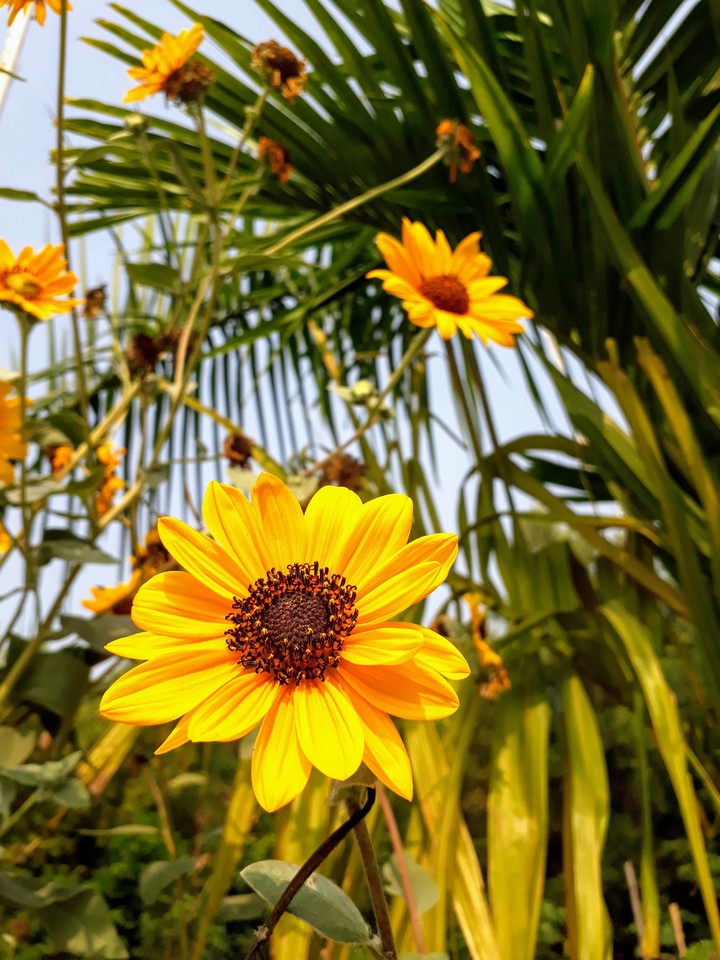 Sonnenblume