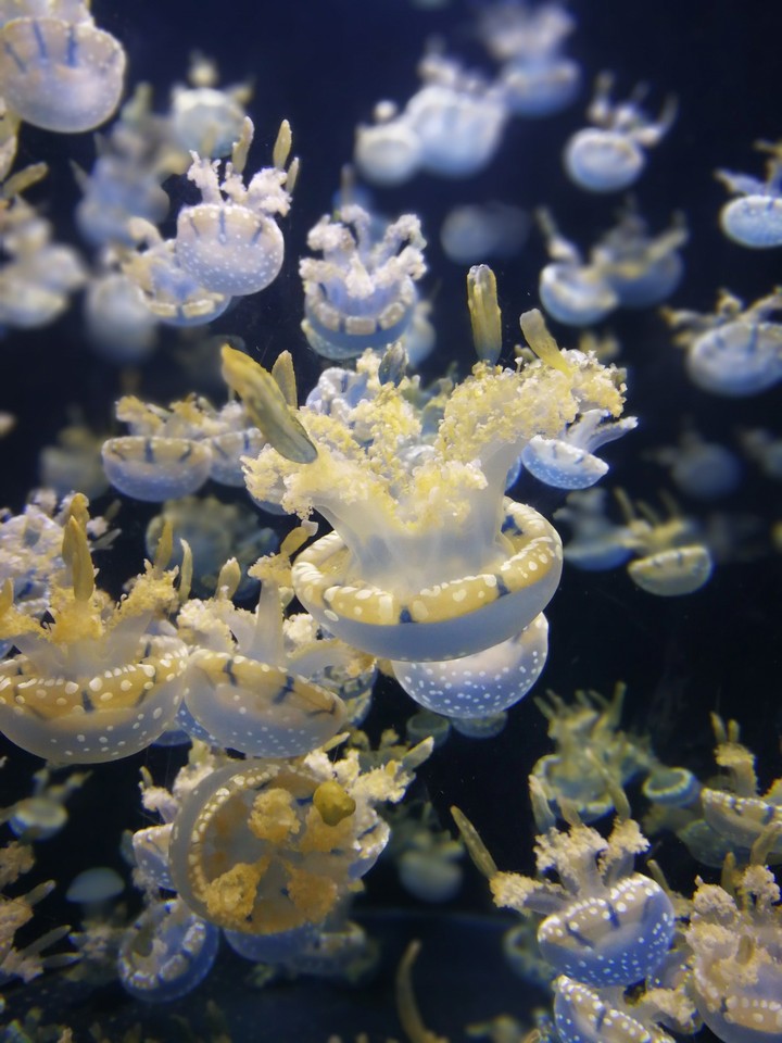 Sea life