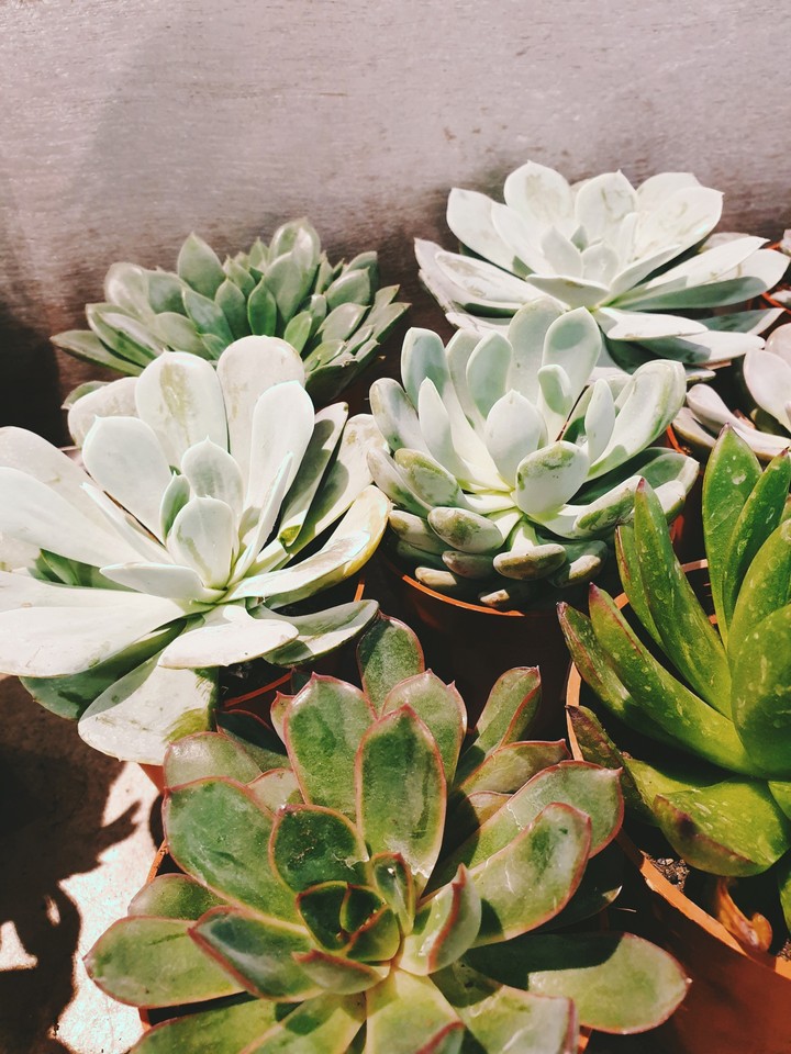 succulents