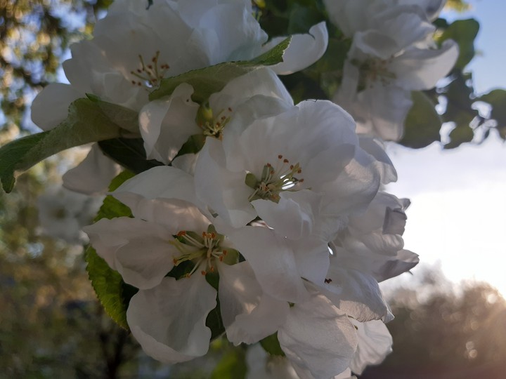 Apple blossom