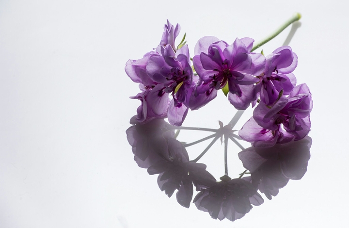 purple plant