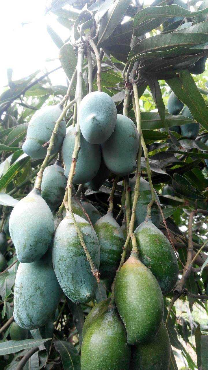 mango
