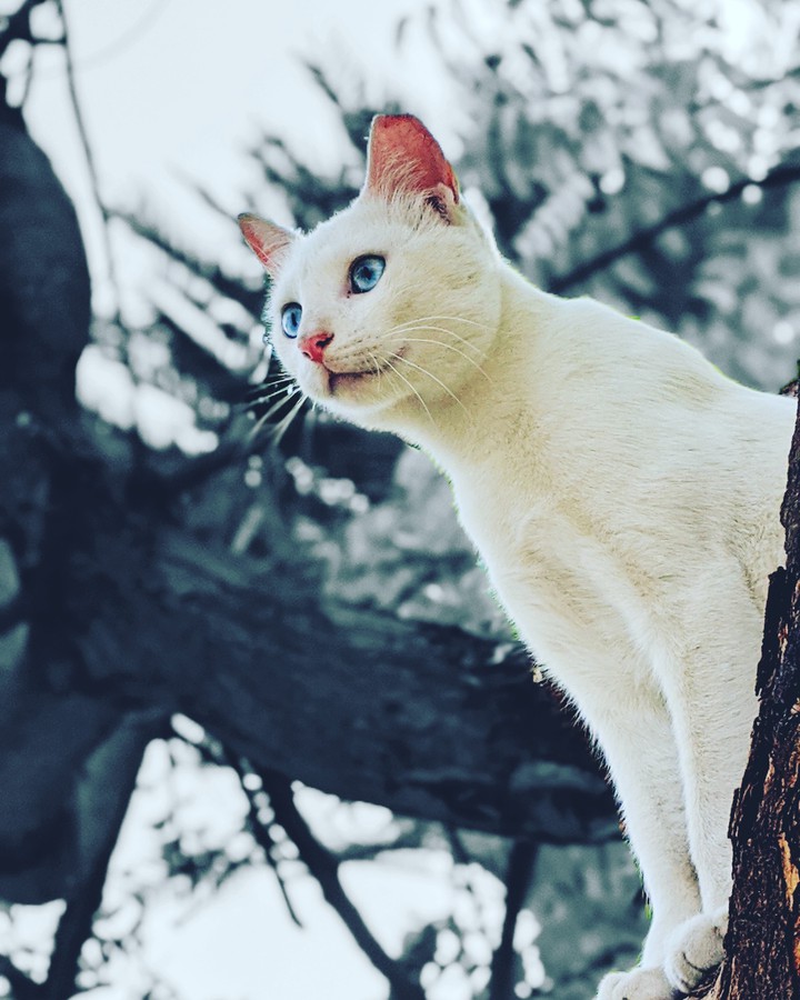 Big blue eyes