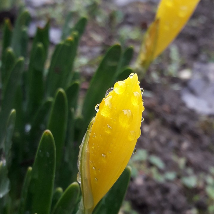 rain