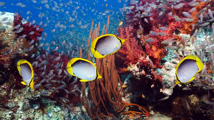 marine life