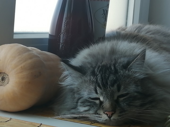 кот