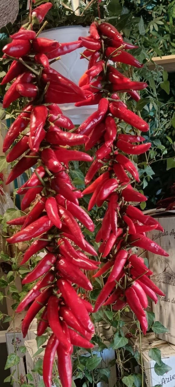 Sweet red peppers wallpaper