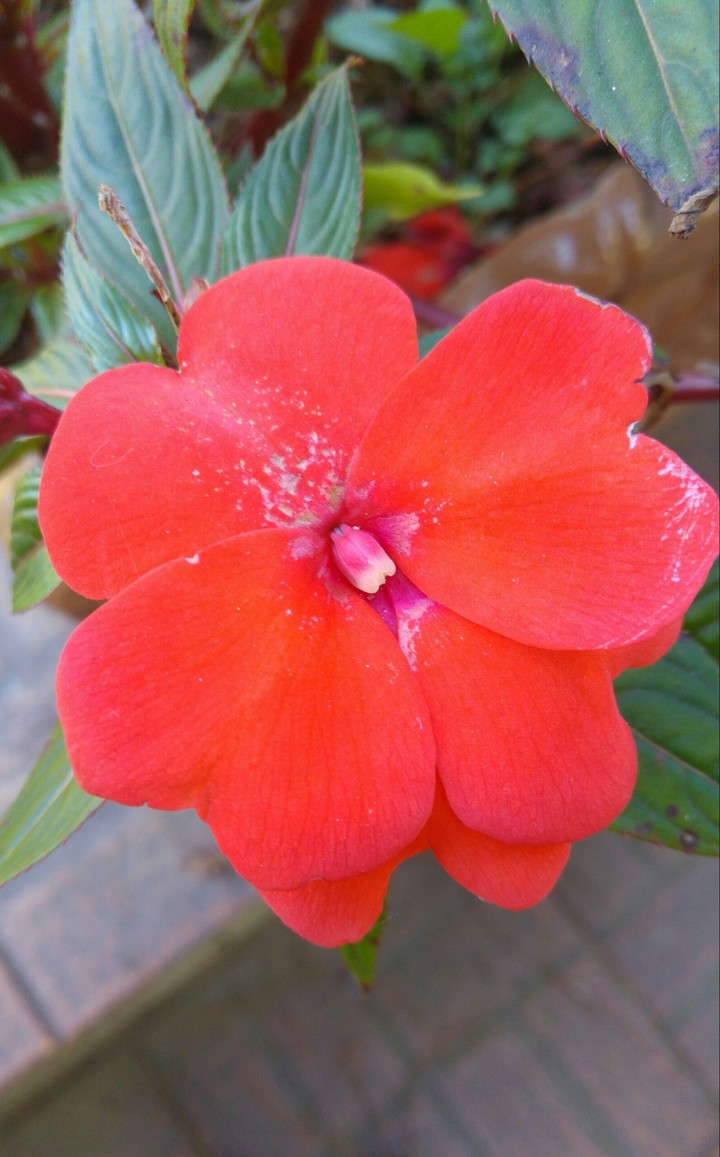 flores